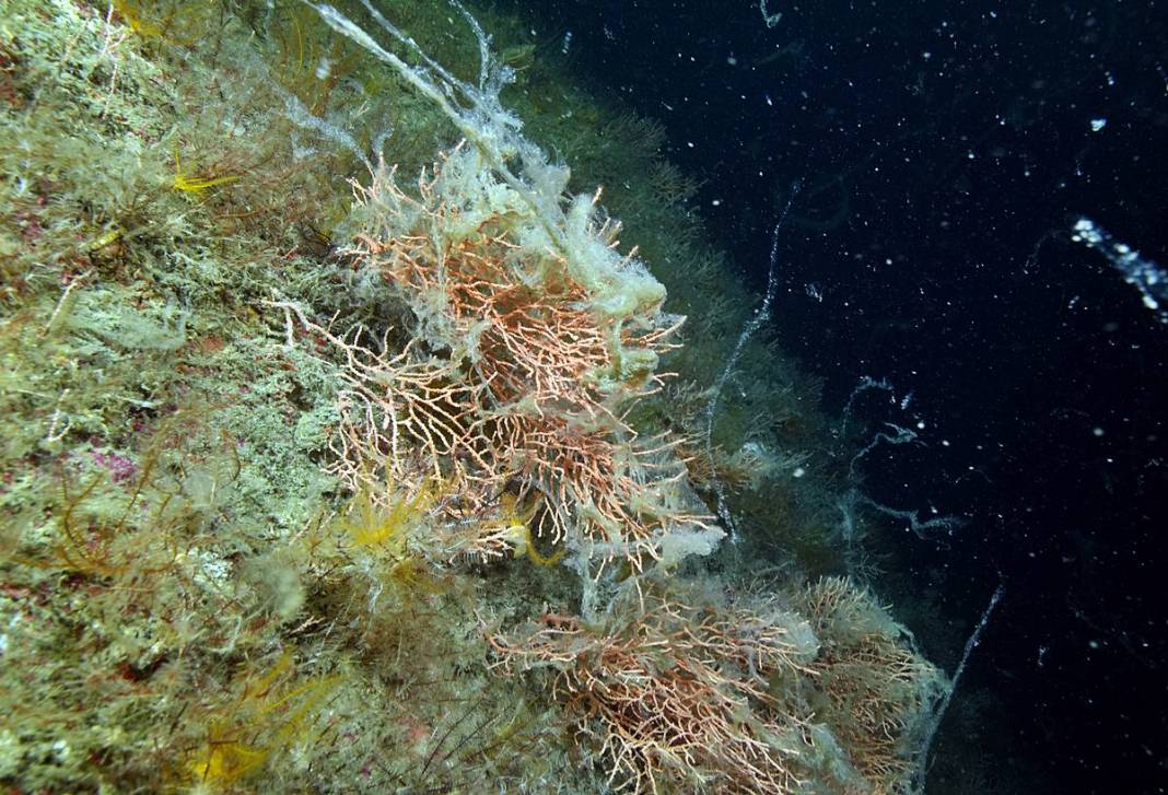 Marmara'da depremden sonra en büyük felaket sinsi sinsi gerçekleşiyor! Hiç kimse farkında değil, böyle görüntülendi 3